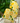 4" Linen Check Lemons Ribbon