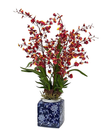 31" Oncidium Orchid in Pot