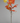 44" Canadian Maple Leaf Spray