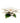 4" White Poinsettia Objet